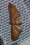Eupithecia absinthiata