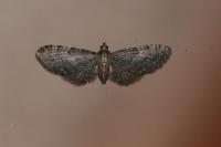 Eupithecia haworthiata