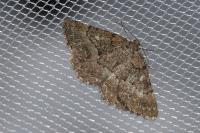 Selidosema taeniolaria