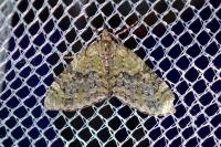 Acasis viretata