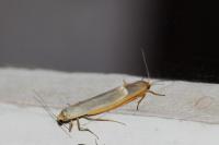 Manulea complana