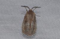 Dendrolimus pini pini