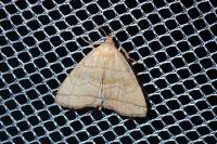Herminia tarsicrinalis