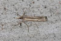 Ancylolomia tentaculella