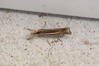 Ancylolomia tentaculella