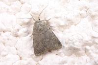 Caradrina flavirena