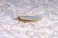 Eilema caniola
