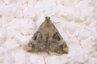 Hypena obsitalis