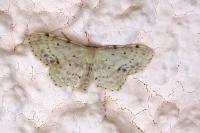 Idaea dimidiata