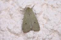 Xestia castanea