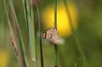 Pyrausta despicata