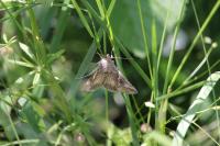 Autographa gamma
