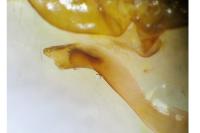 Mesapamea secalis