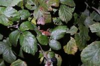 Hypena rostralis