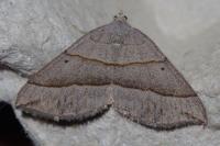 Scotopteryx luridata