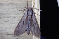 Hyloicus pinastri