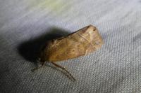 Cosmia affinis