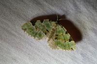 Colostygia pectinataria