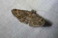 Gymnoscelis rufifasciata