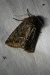 Thalpophila matura
