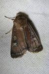 Xestia xanthographa
