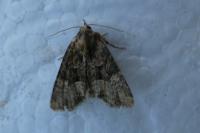 Mesoligia furuncula