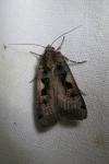 Xestia c-nigrum
