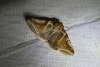 Habrosyne pyritoides