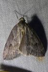 Pachycnemia hippocastanaria hippocastanaria
