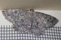 Charissa obscurata obscurata