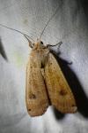 Noctua pronuba
