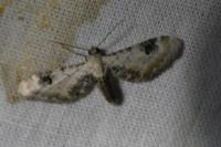 Eupithecia centaureata