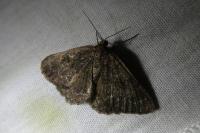 Selidosema taeniolaria