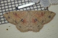 Cyclophora porata