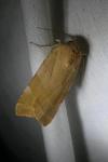 Noctua fimbriata/tirrenica