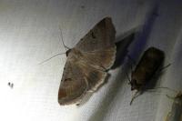 Lygephila craccae