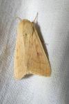 Mythimna vitellina