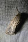 Mythimna riparia