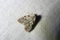 Meganola strigula