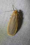 Katha depressa