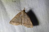 Zanclognatha lunalis