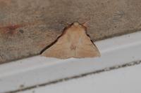 Malacosoma neustria