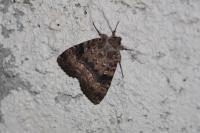 Amphipyra pyramidea/Amphipyra berbera