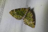 Colostygia olivata