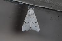 Acronicta leporina
