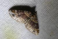 Xanthorhoe ferrugata
