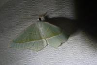 Campaea margaritaria