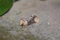Phalera bucephala