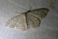 Scopula marginepunctata