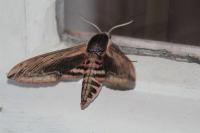 Sphinx ligustri